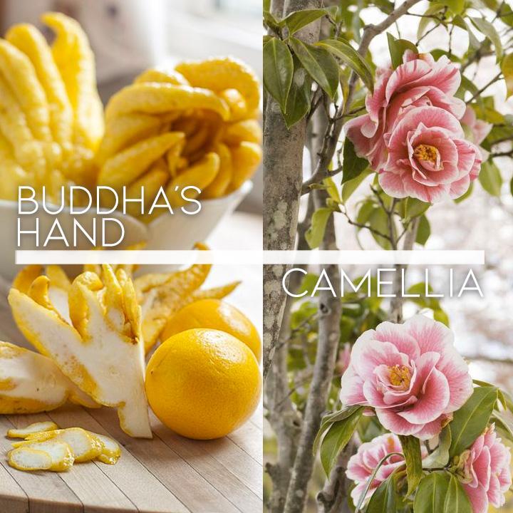 Scented Garden - Anti-dandruff Shampoo Hair Care Every Day And Night 