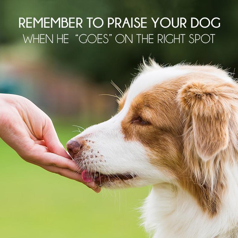 Pet Potty Training Spray