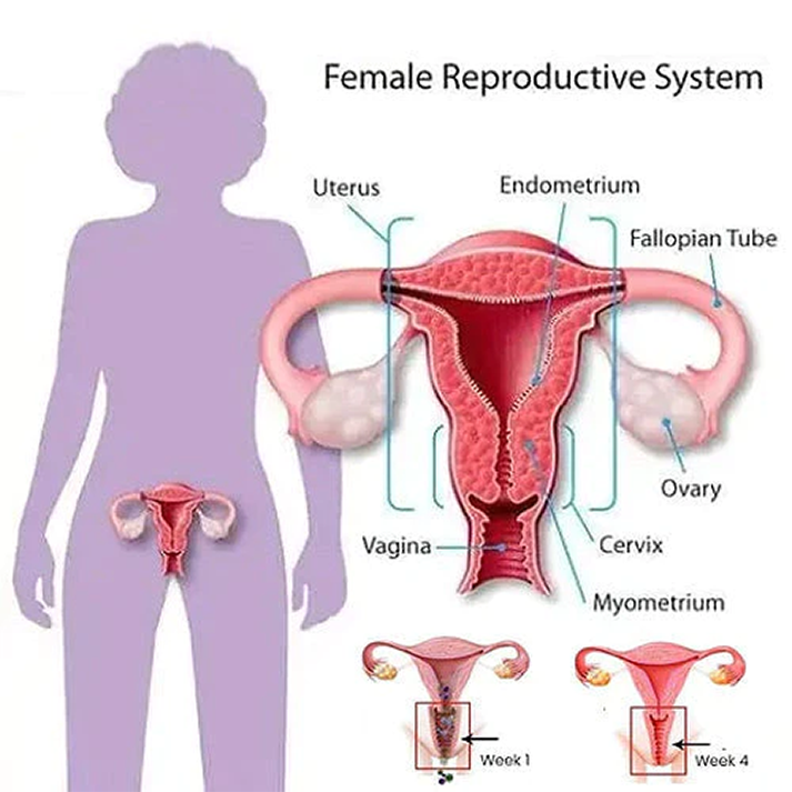 Fivfivgo™ Slip de mise en forme de réduction et de détoxification de la vulve en nid d'abeille en graphène
