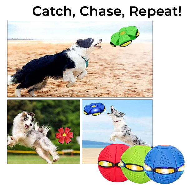 Doggy Disc Ball