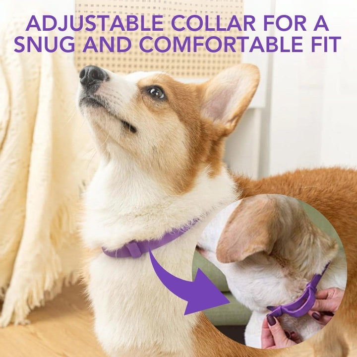 Fivfivgo™ VerminOFF Ceinture de Santé pour Animaux de Compagnie Sans Parasites