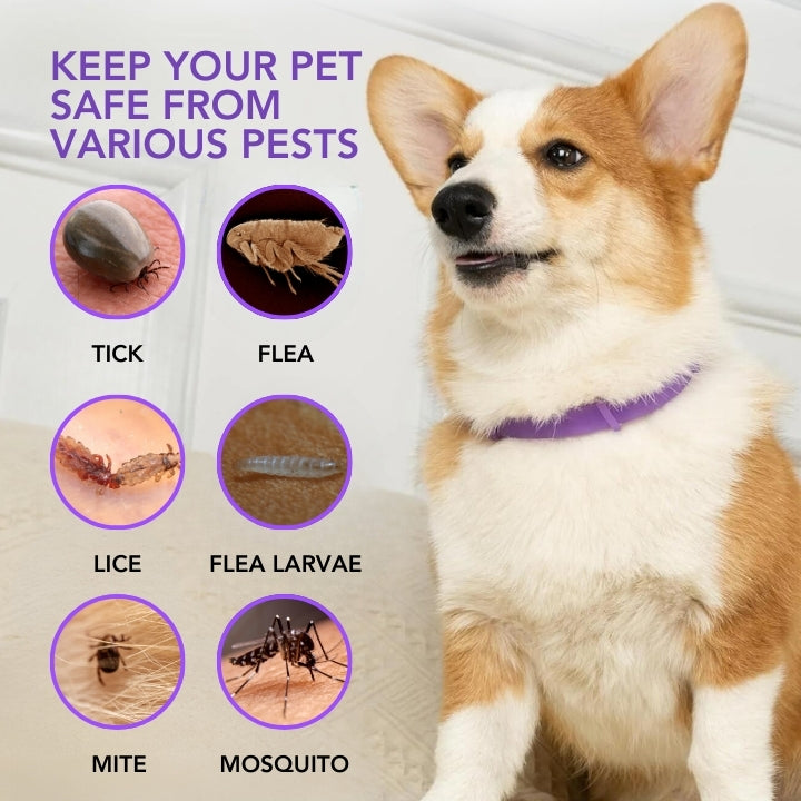 Fivfivgo™ VerminOFF Ceinture de Santé pour Animaux de Compagnie Sans Parasites