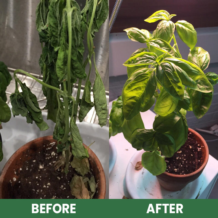 Plant Resurrection Liquid