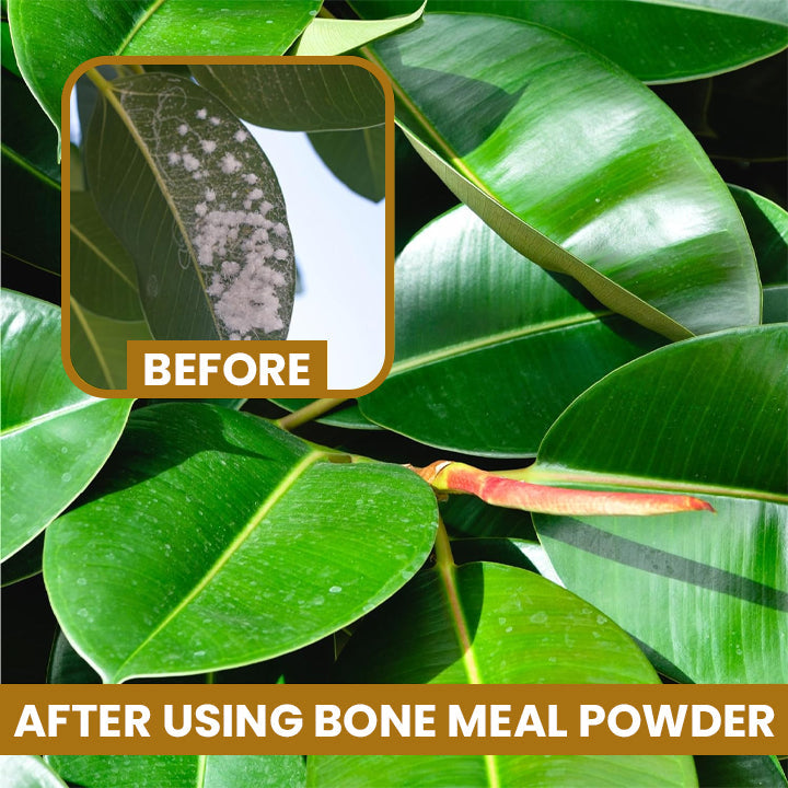 Fivfivgo™ Bone Meal Powder
