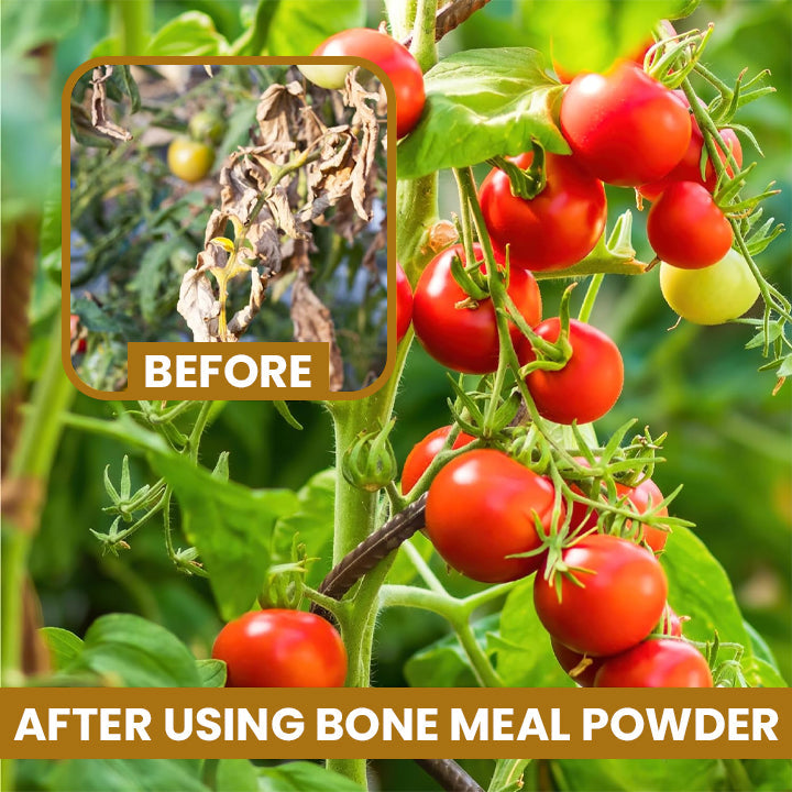 Fivfivgo™ Bone Meal Powder