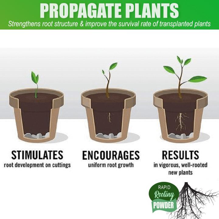 Rapid Rooting Powder