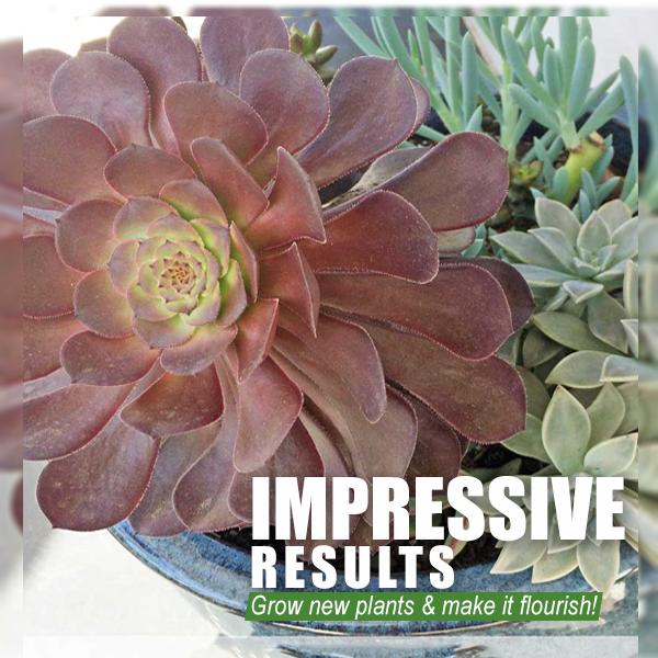 Rapid Rooting Powder