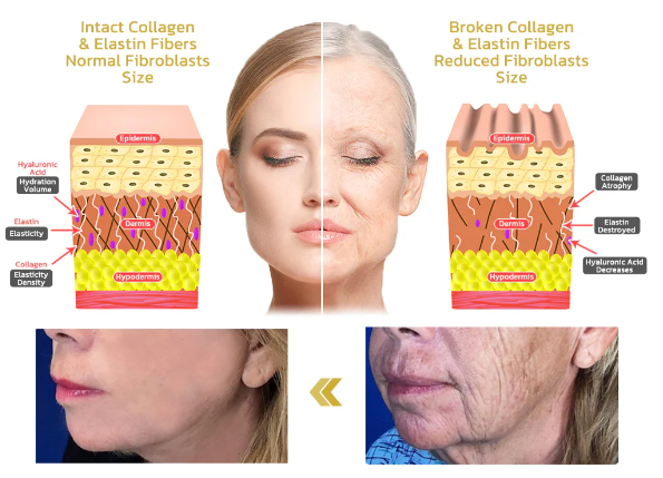 Fivfivgo™ Advanced Firming Collagen Lifting Body Oil