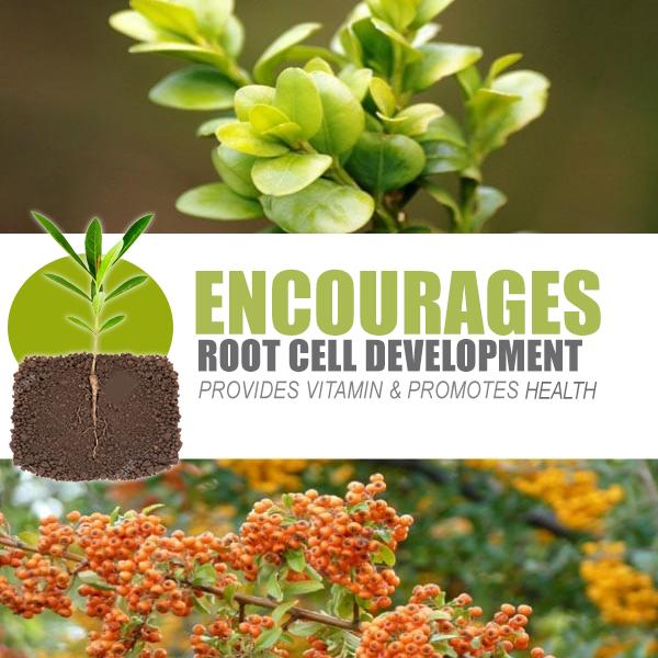 Rapid Rooting Powder