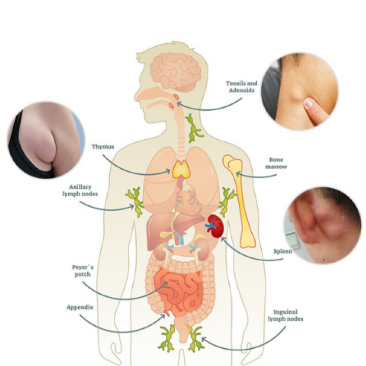 LypmhDrainPRO Lymphe Entgiftung Ingweröl